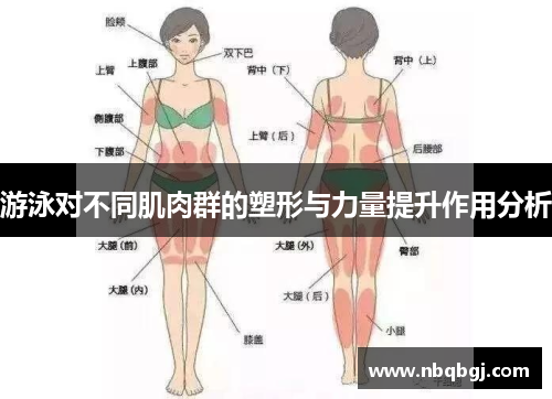 游泳对不同肌肉群的塑形与力量提升作用分析